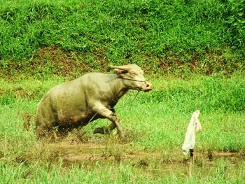 Side view of dog walking on grass