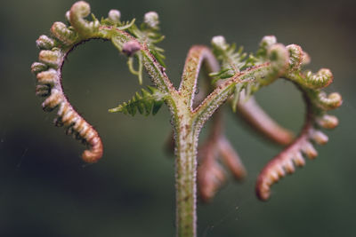 Close-up of plant