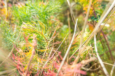 Close-up of plants growing on field