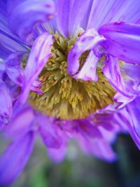Macro shot of purple flowering plant