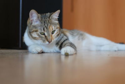 Portrait of cat relaxing on floor at home