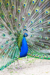 Close-up of peacock