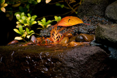 Close-up of a turtle on rock