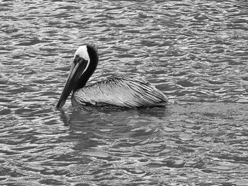 High angle view of bird swimming in lake