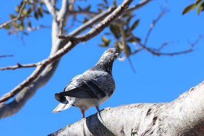 Low angle view of bird perching on branch against sky