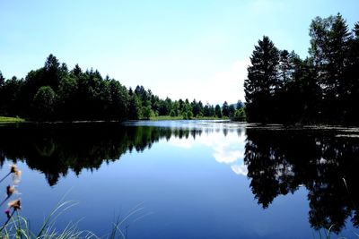 Reflection of trees in calm lake