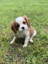 Puppy after the rain