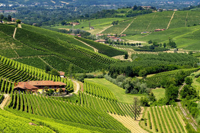 High angle view of agricultural field