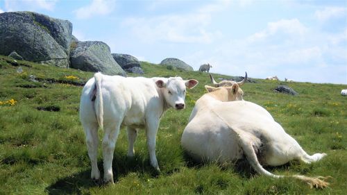 Cows standing in a field