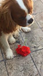 Close-up of puppy sitting outdoors