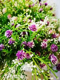 Close-up of purple flowers blooming outdoors