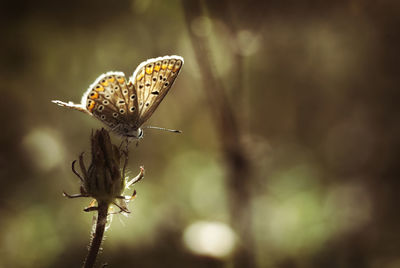 Close-up of butterfly on plant