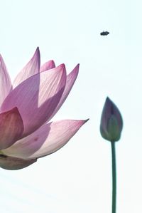 Close-up of lotus water lily against white background