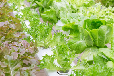 Close-up of white flowering plants