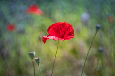 Close-up of red poppy flower