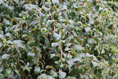 Close-up of succulent plant