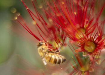 Close-up of bee pollinating on flower