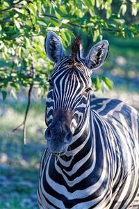 Portrait of zebras