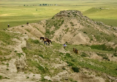 High angle view of cows on landscape