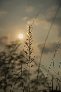 Close-up of stalks against sky at sunset