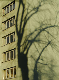 Close-up of bare tree against building
