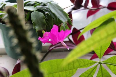 Close-up of pink flowers blooming outdoors