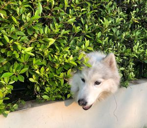 Dog looking away