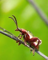 Close-up of insect on plant