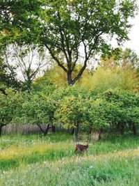 Trees in a field