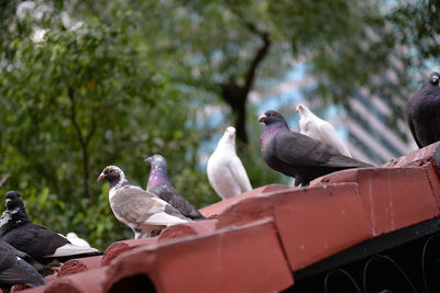 Birds perching on roof against trees