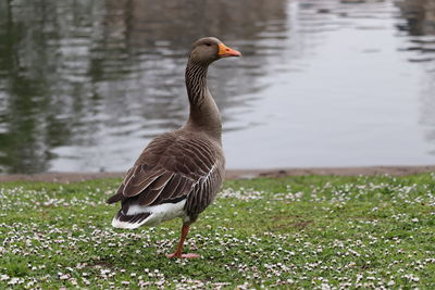 Close-up of goose looking away standing lake