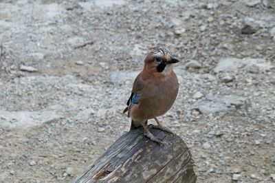 High angle view of bird perching on wood