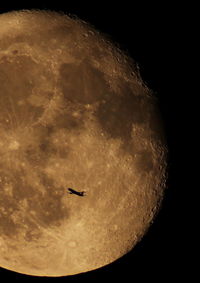 Low angle view of a bird flying