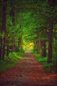 Dirt road amidst trees in forest