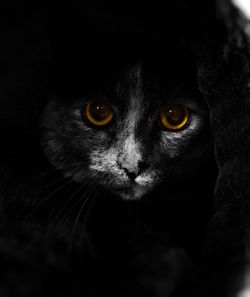 Close-up portrait of a cat