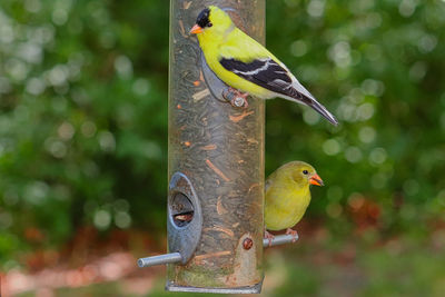 Close-up of bird perching on feeder