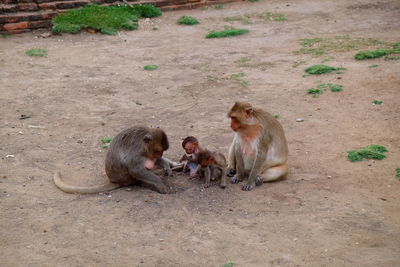 Monkeys sitting on field