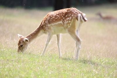 Close-up of deer on field