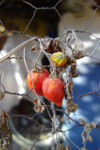 Close-up of red tomatoes growing on tree