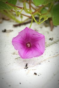 Close-up of purple flower