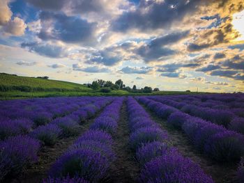 Clouds and sunset over field of lavender