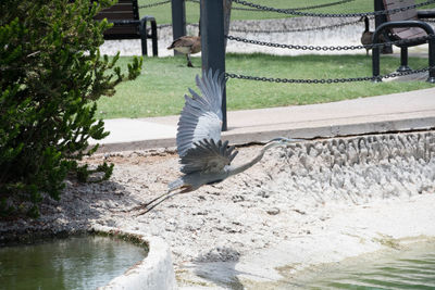 Bird flying over lake