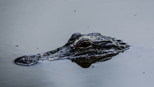 An alligator chilling in on of the many ponds of avery island, next to the amazing hot sauce.