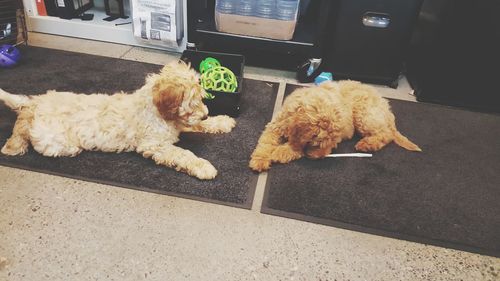 Dog lying on floor