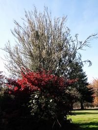 Red flowering trees on field against sky