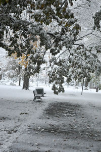 Trees on snow covered tree during winter