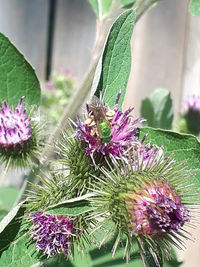 Close-up of purple flowering plant