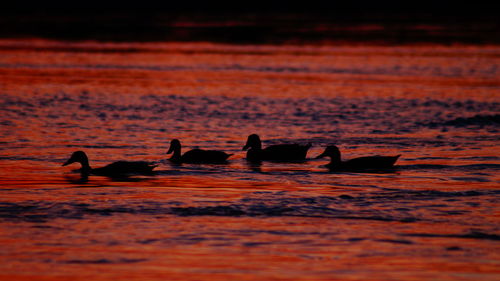 Birds in sea at sunset