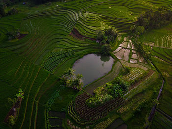 Aerial view of asia in indonesian rice field area with green rice terraces