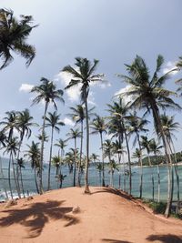 Palm trees on beach against sky